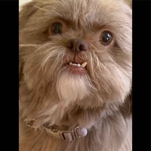 Meet your Posher, Diana - Picture 15 of 17